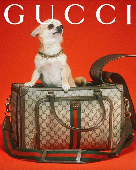 gucci dog bag price|gucci pet collection 2021.